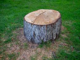 How Our Tree Care Process Works  in  Bay Park, NY