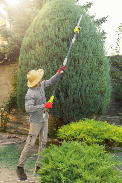 Best Lawn Pest Prevention  in Bay Park, NY