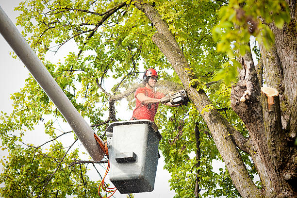 Bay Park, NY Tree Services Company