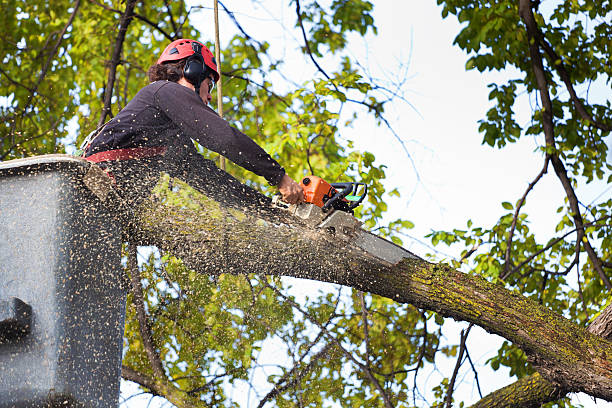 Best Lawn Grading and Leveling  in Bay Park, NY