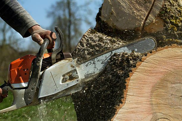 Best Fruit Tree Pruning  in Bay Park, NY